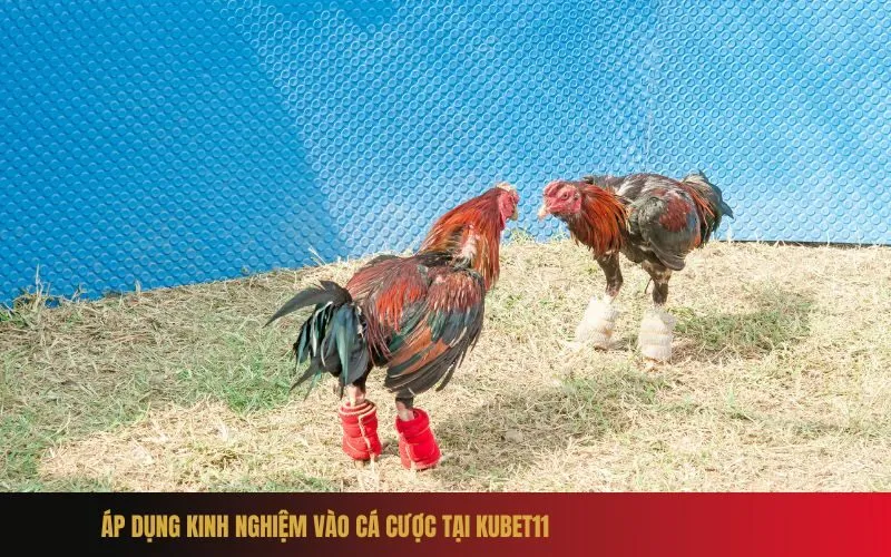 Áp dụng kinh nghiệm vào cá cược tại Kubet11