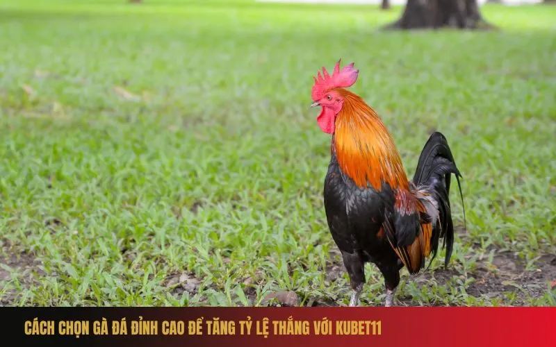 Cách Chọn Gà Đá Đỉnh Cao Để Tăng Tỷ Lệ Thắng Với Kubet11