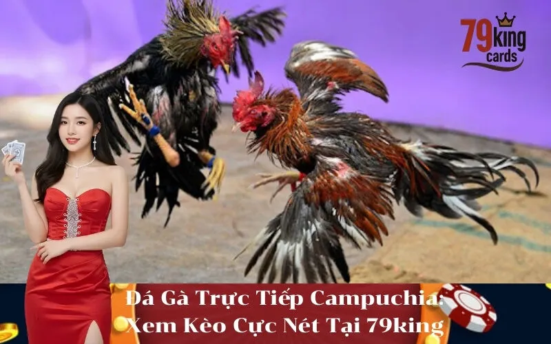 Đá Gà Trực Tiếp Campuchia Xem Kèo Cực Nét Tại 79king
