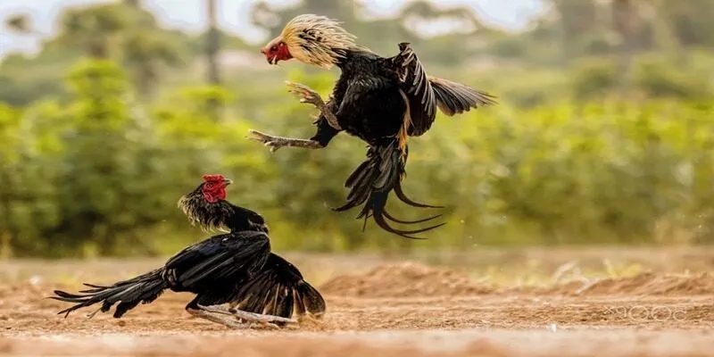 cách phân định thắng thua
