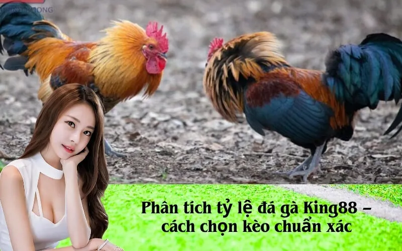 Phân tích tỷ lệ đá gà King88 – cách chọn kèo chuẩn xác