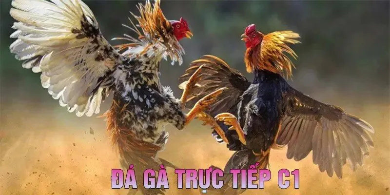 thông tin cơ bản về đá gà c1