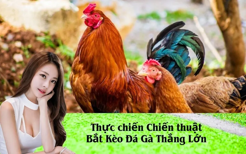 Thực chiến Chiến thuật Bắt Kèo Đá Gà Thắng Lớn